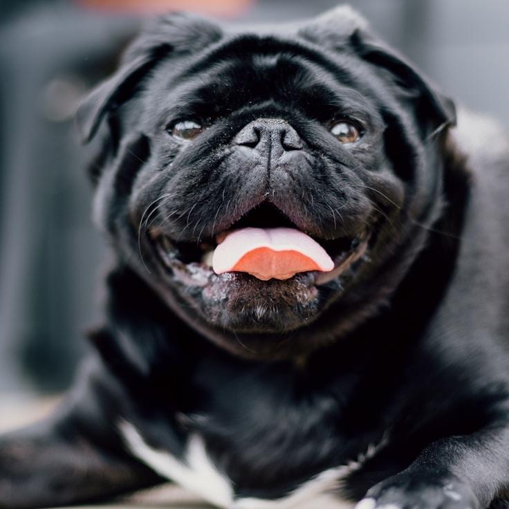 Portrait of Milo Tanaka, group coordinator and fusion cooking expert